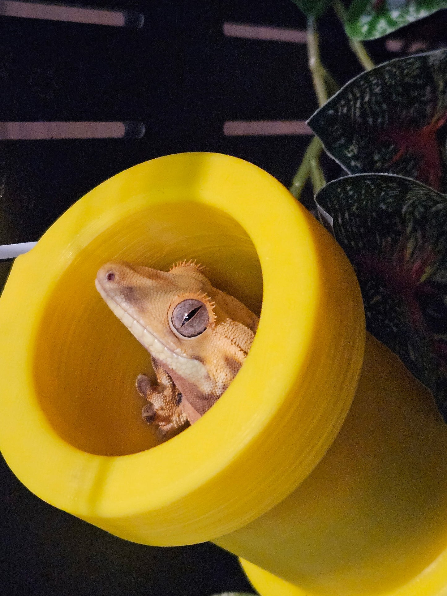 Gecko Tube Hide