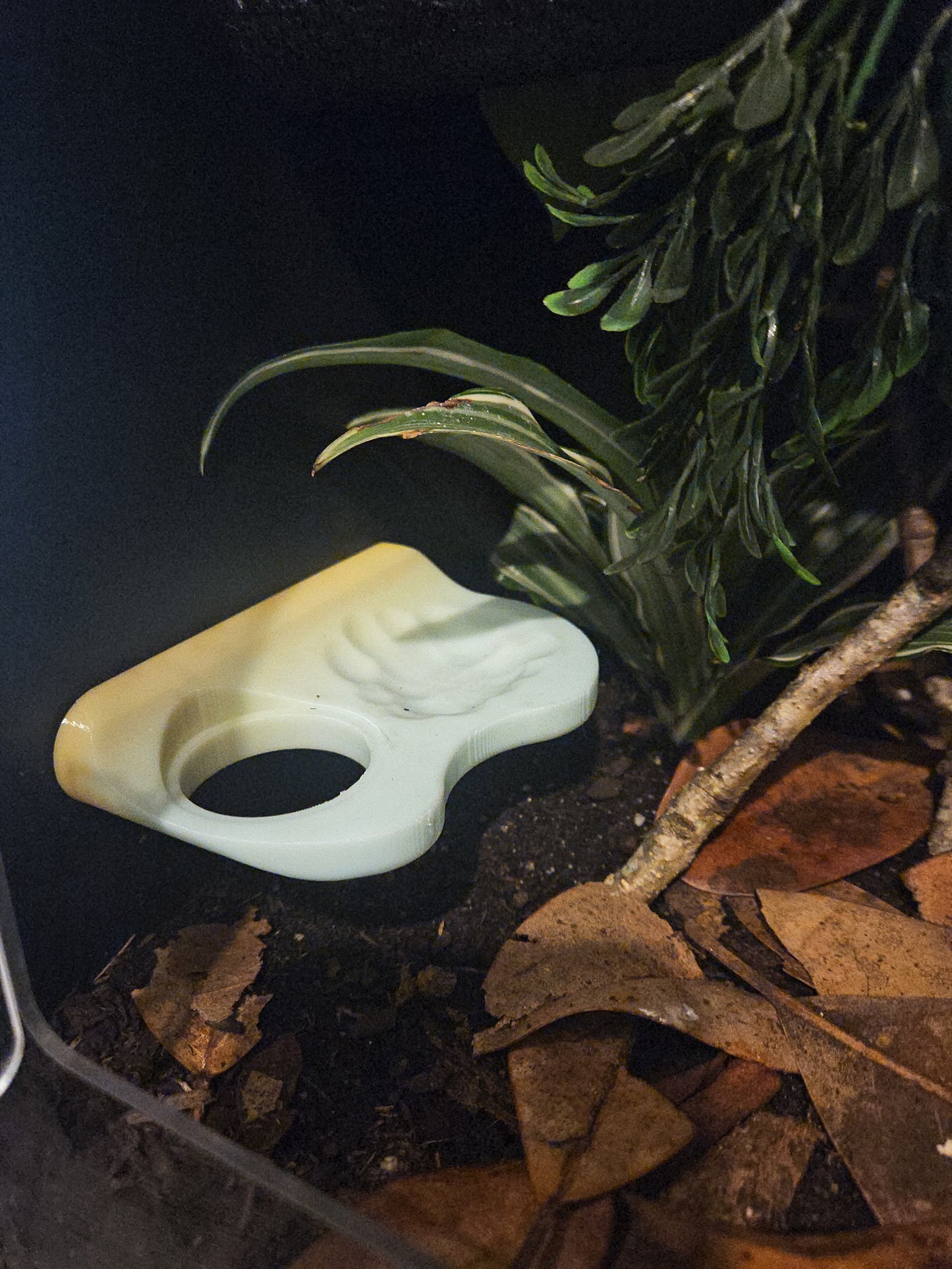 One Slot w/ Water Puddle Gecko Feeding Ledge