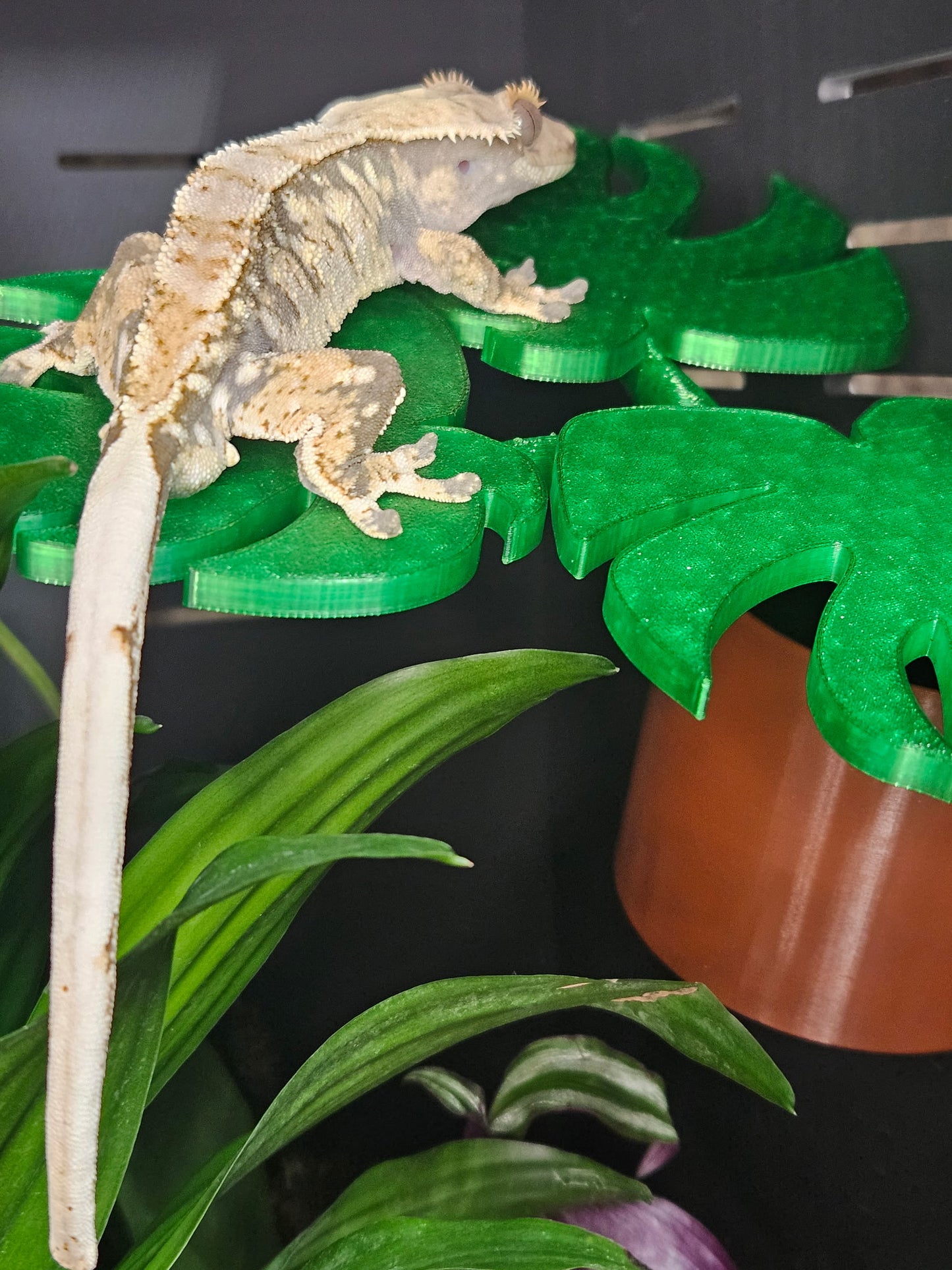 Monstera Leaf Ledge
