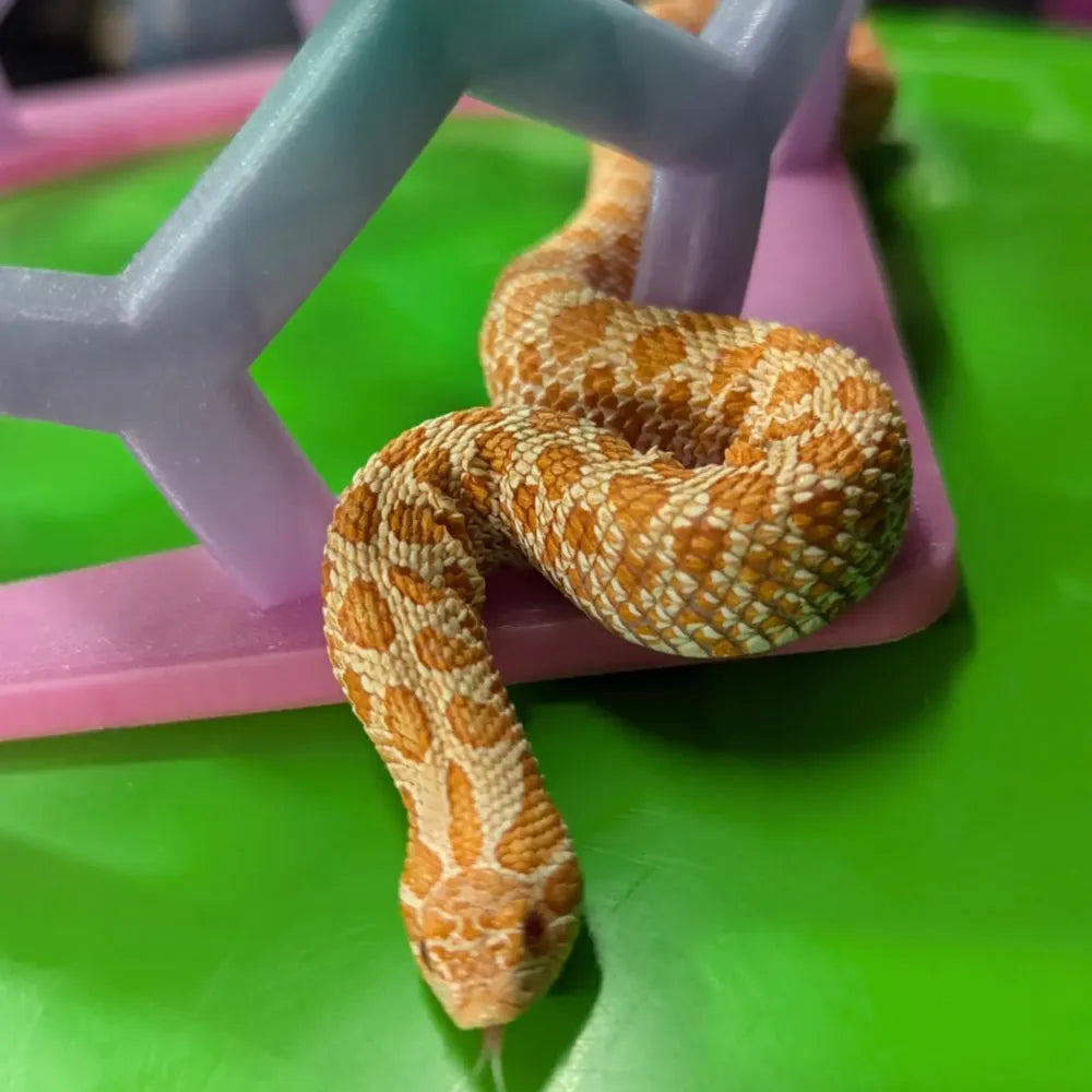 Climbing Enrichment Toy
