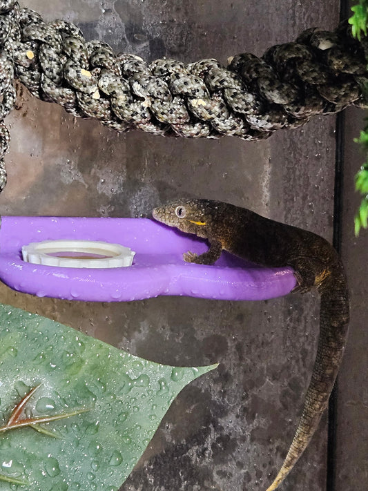 2 Slot Gecko Feeding Ledge