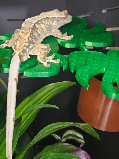 Monstera Leaf Ledge
