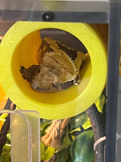Gecko Tube Hide
