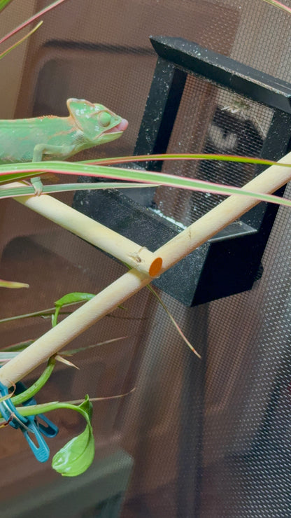 Chameleon Feeder