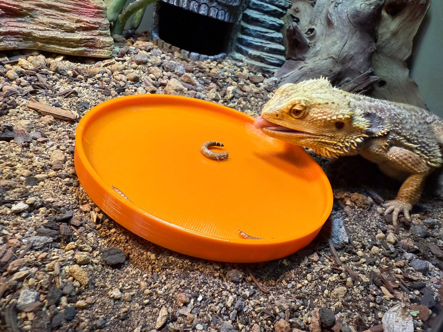 Feeding Plates