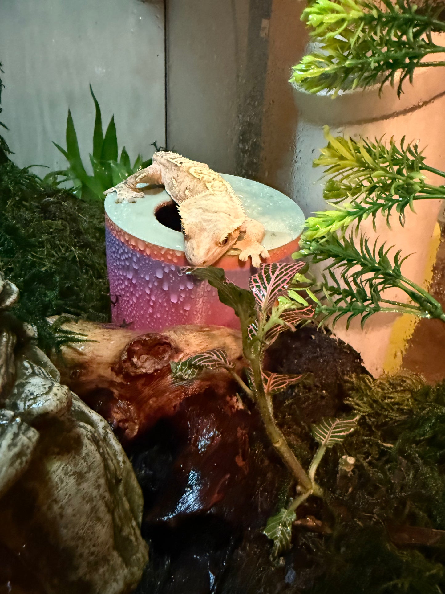 Humidity Hide/Lay Box