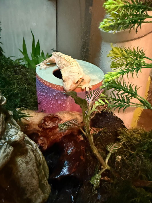 Humidity Hide/Lay Box