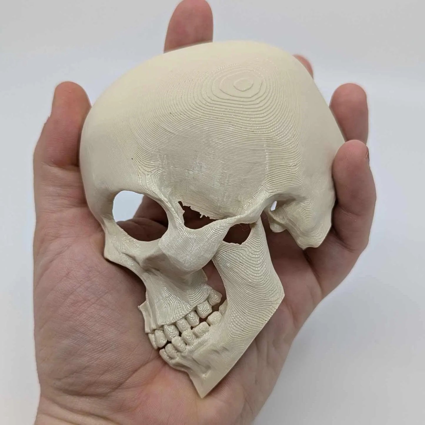 Side Skull Hide