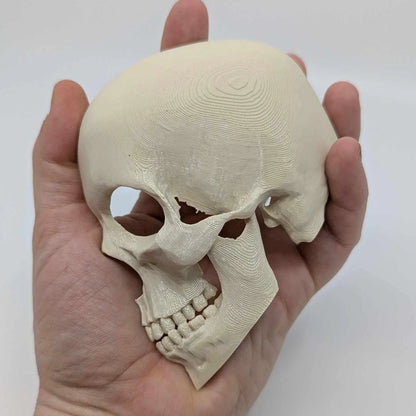 Side Skull Hide