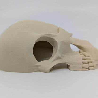 Side Skull Hide