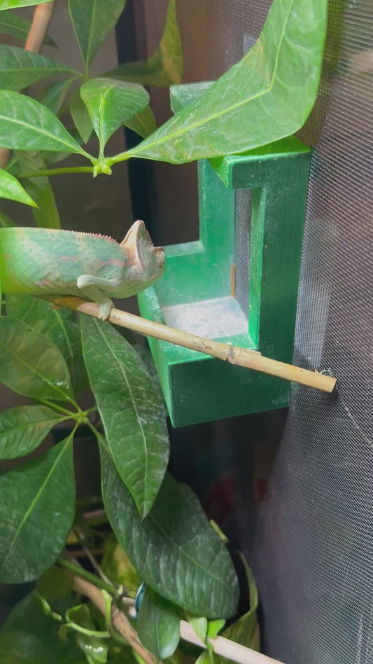 Chameleon Feeder
